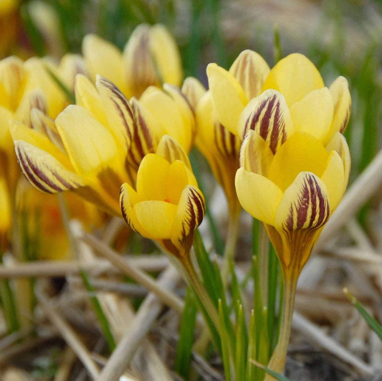 Krokus chrysanthus 'Gipsy Girl' botanisk