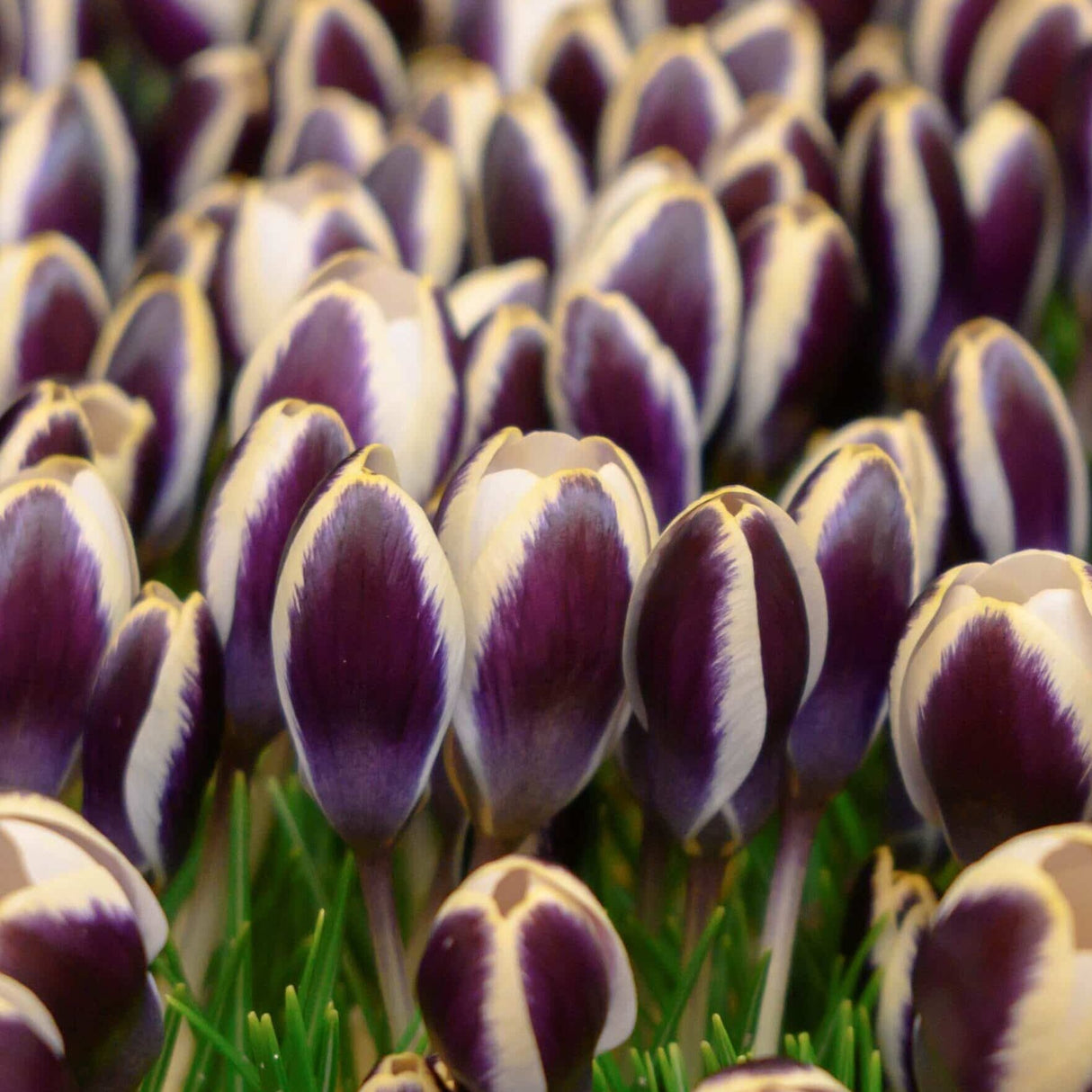 Krokus 'Panda' botanisk