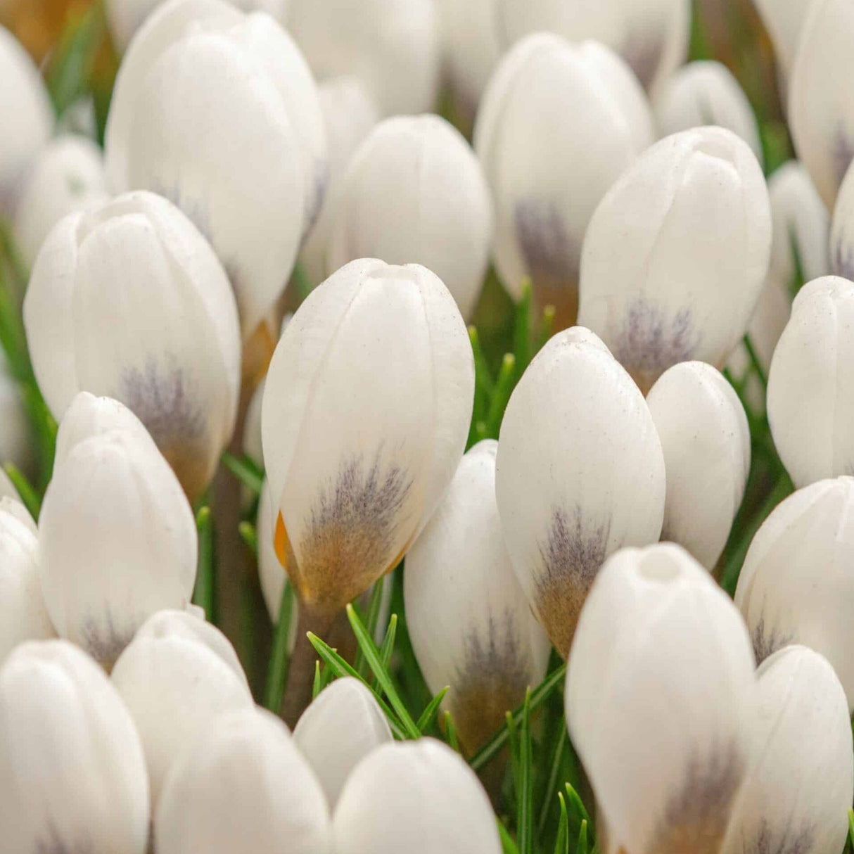 Krokus 'Polar Bear' botanisk