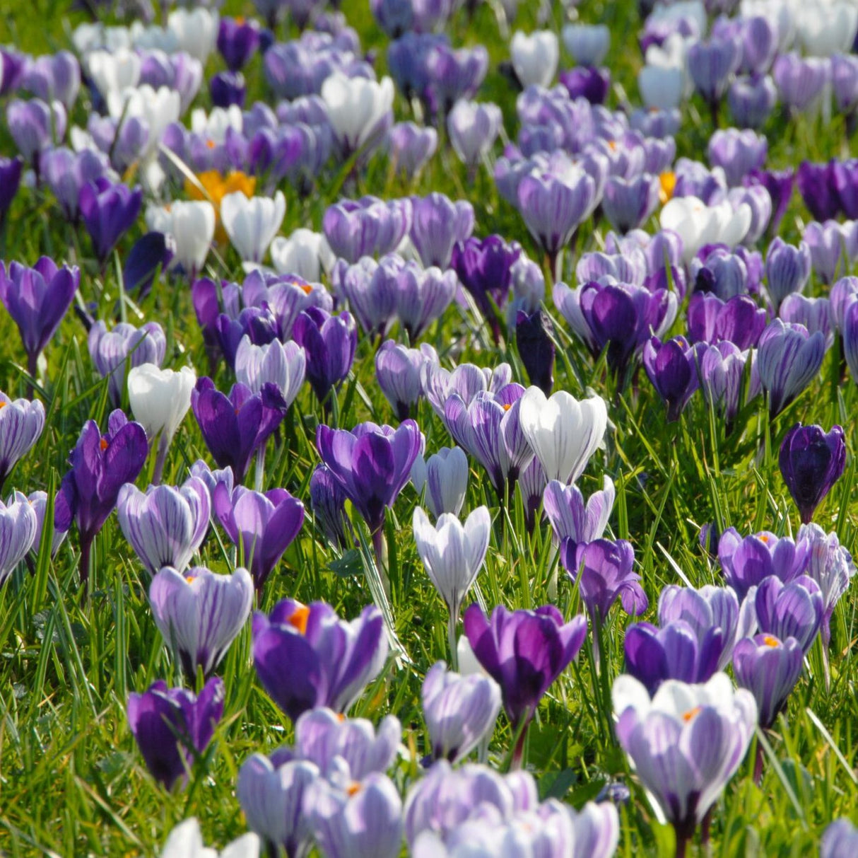 Krokus vernus Storblomstrende 'Mix'