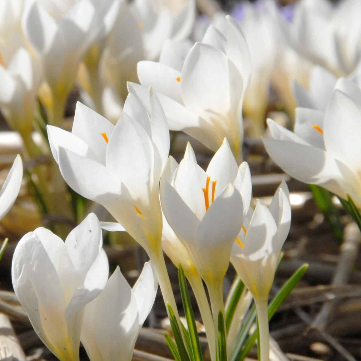 Krokus biflorus 'Miss Vain' Botanisk