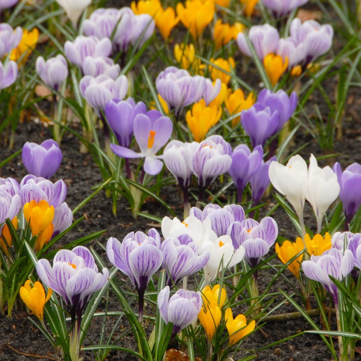Krokus botaniske 'Mix'