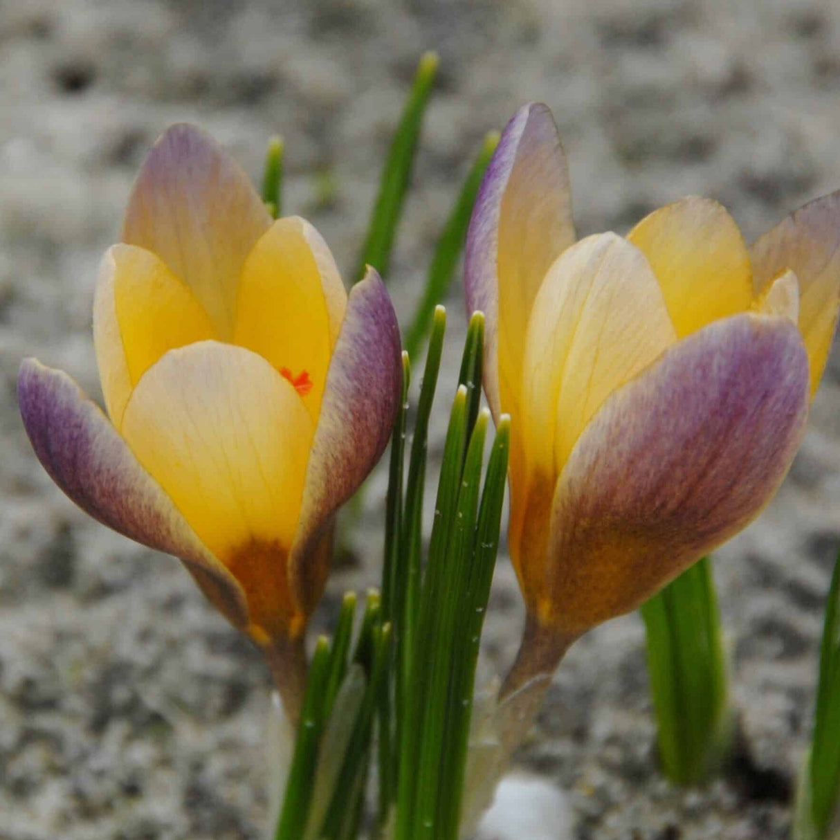 Krokus chrysanthus 'Advance' botanisk