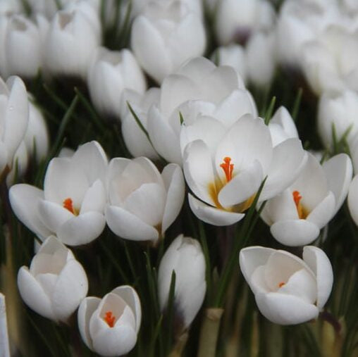 Krokus chrysanthus 'Ard Schenk' botanisk