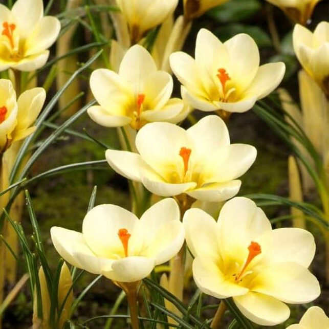 Krokus chrysanthus 'Cream Beauty' botanisk