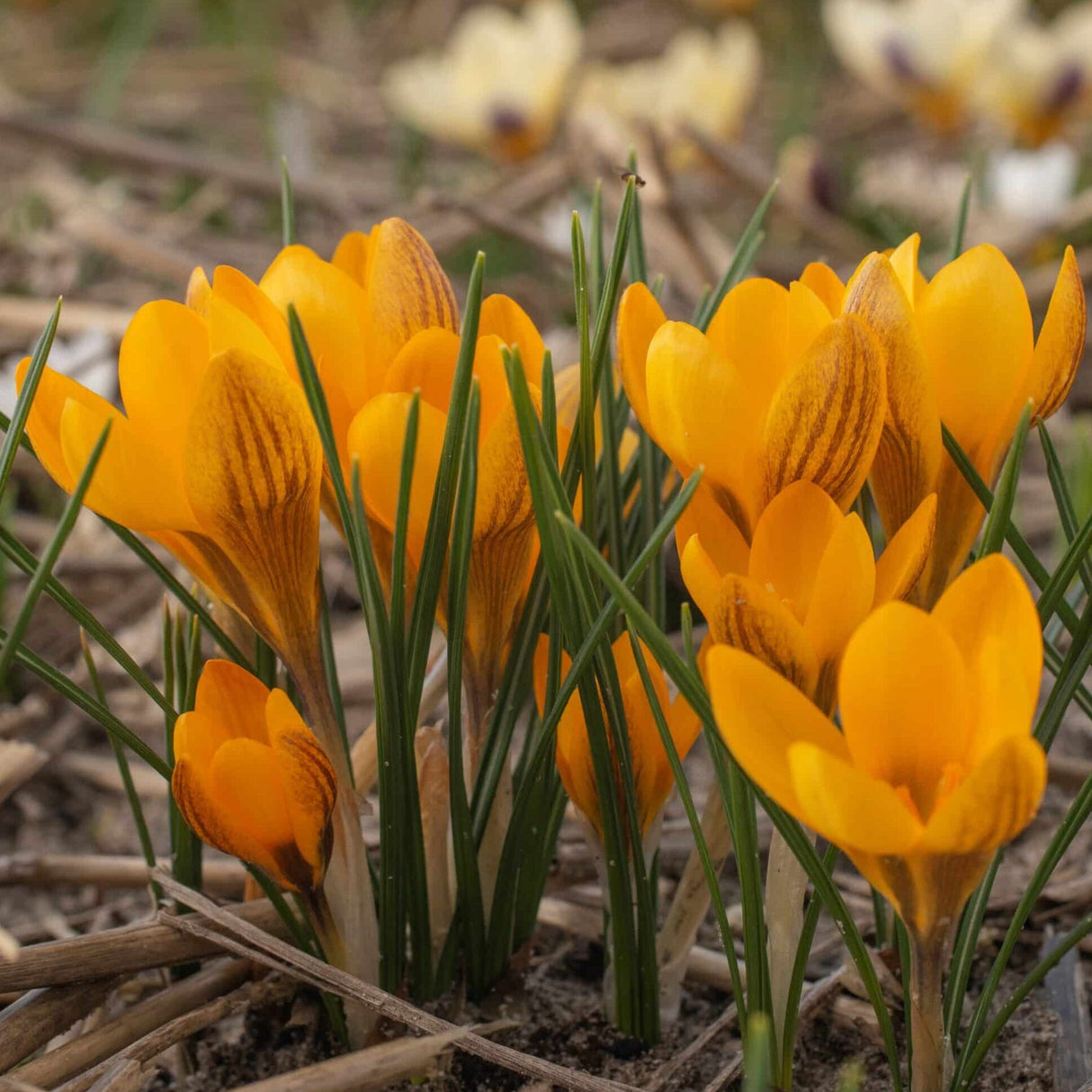 Krokus chrysanthus 'Dorothy' botanisk