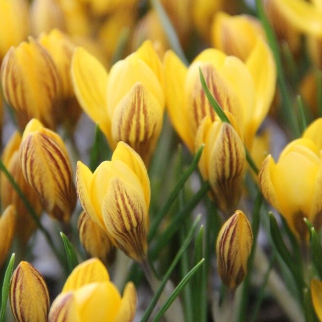 Krokus chrysanthus 'Fuscotinctus' botanisk