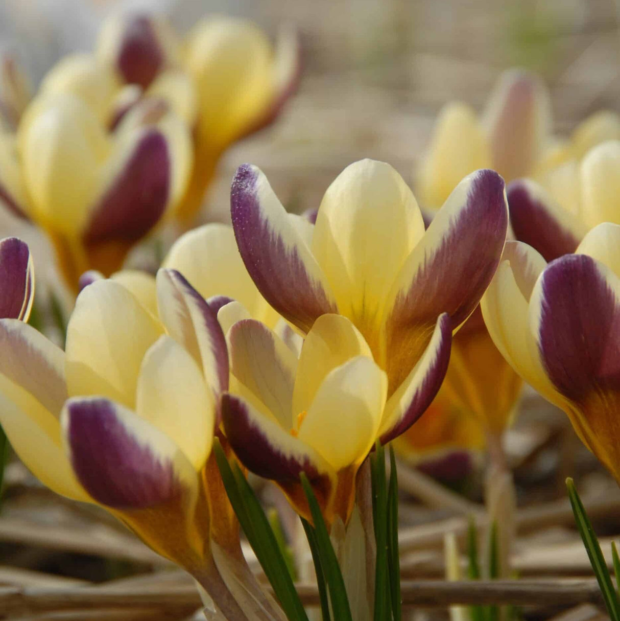Krokus chrysanthus 'Herald' botanisk