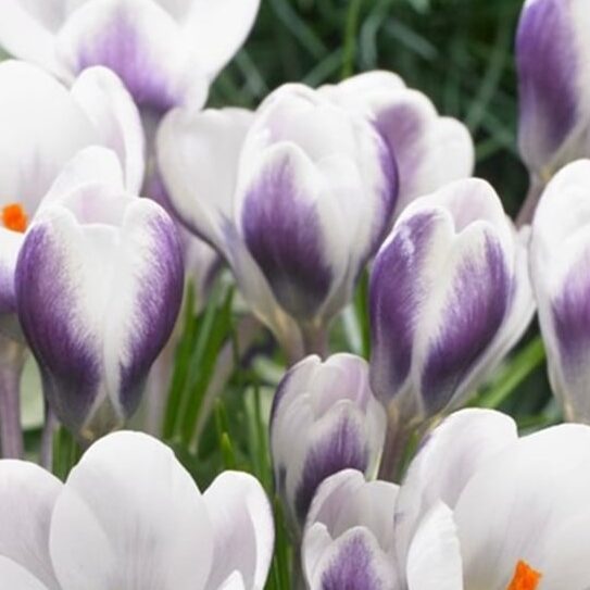 Krokus chrysanthus 'Lady Killer' botanisk