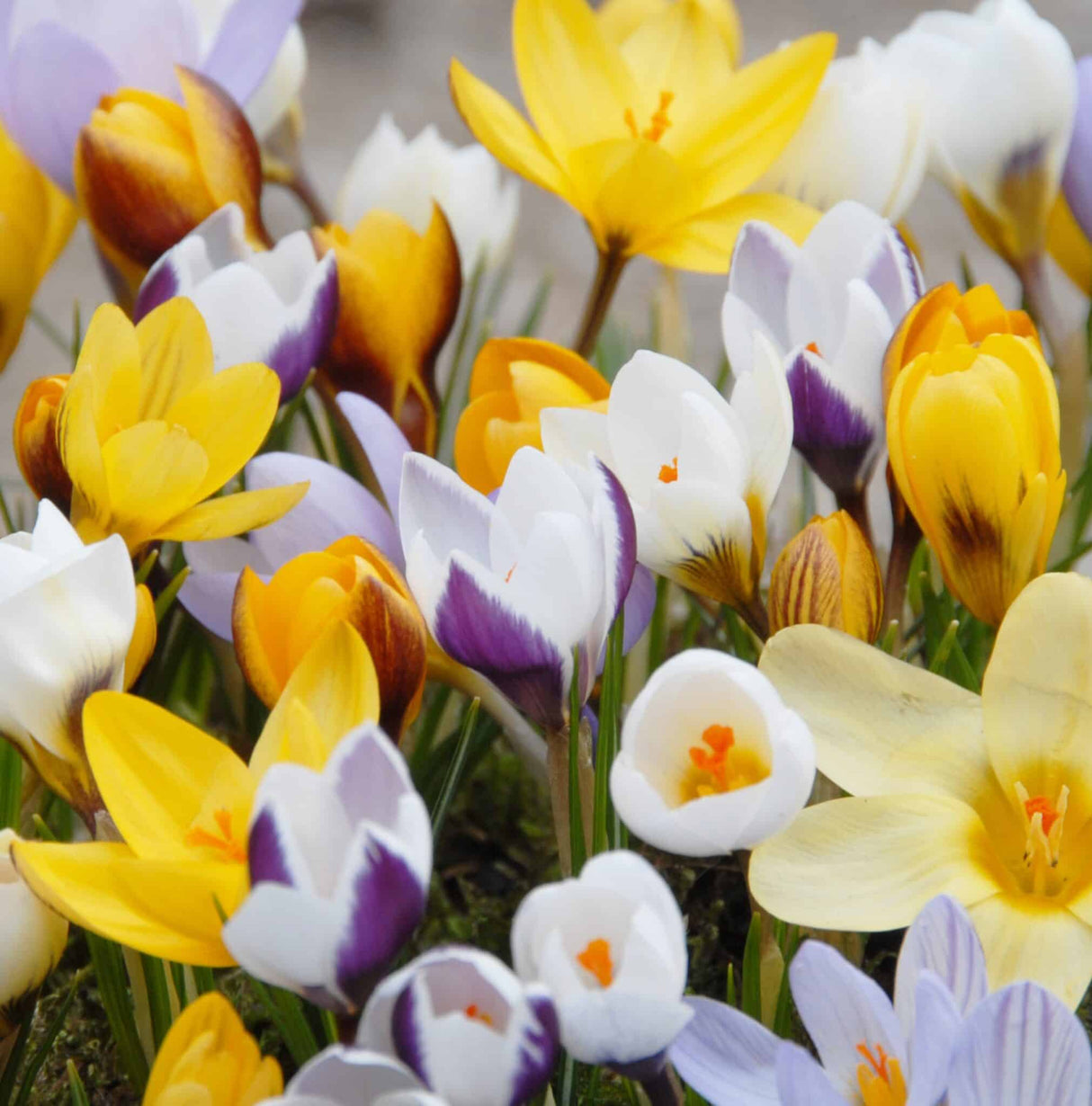 Krokus chrysanthus 'Mix' botanisk