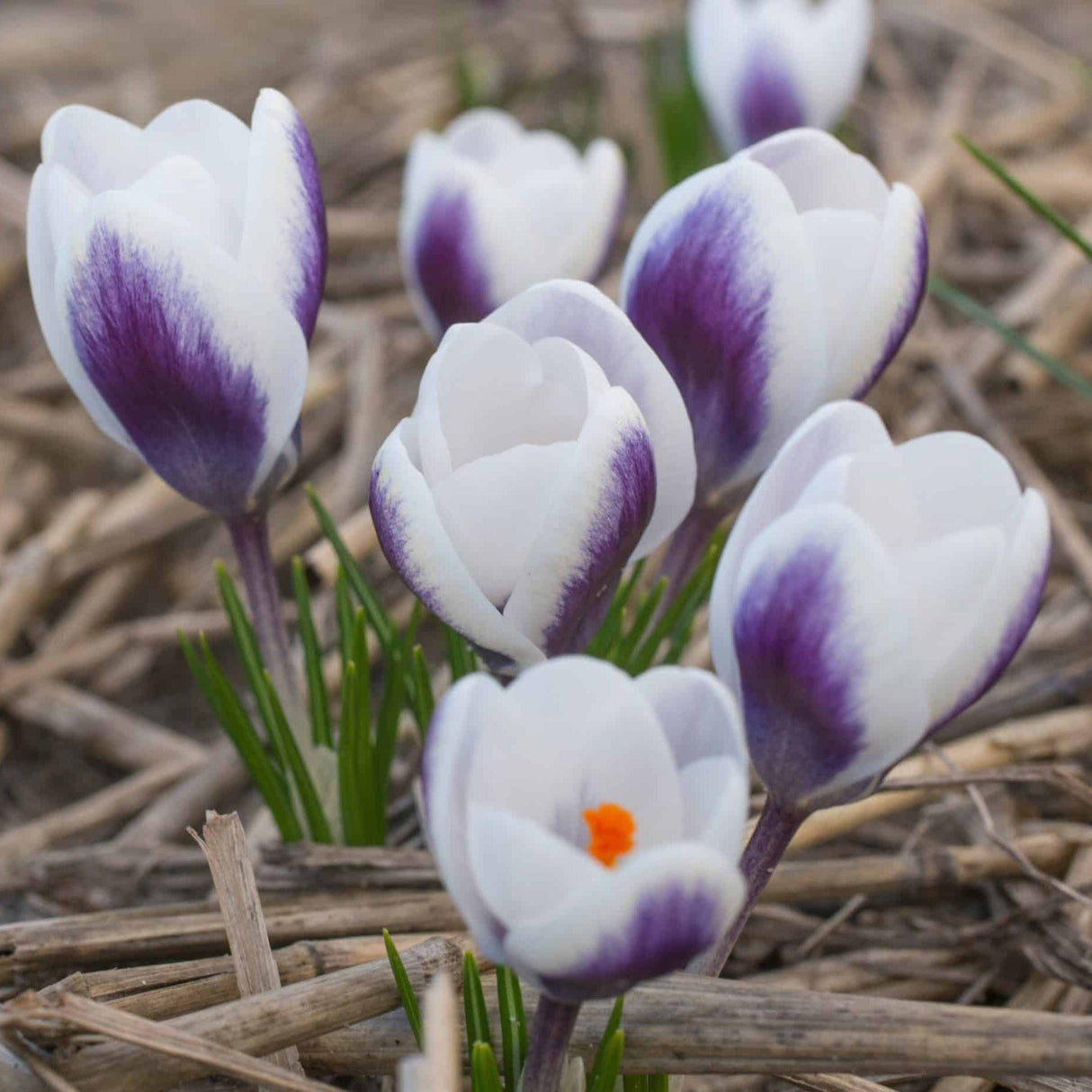 Krokus chrysanthus 'Prins Claus' botanisk