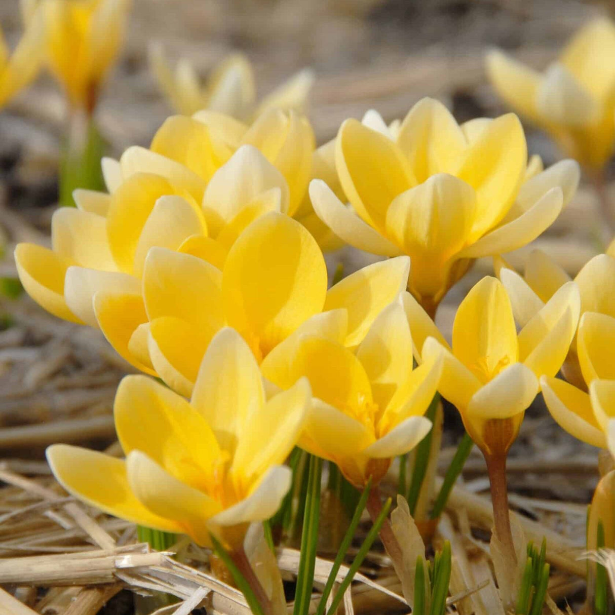 Krokus chrysanthus 'Romance' botanisk