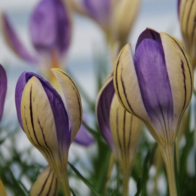 Krokus imperati ssp. imperati 'De Jager' botanisk