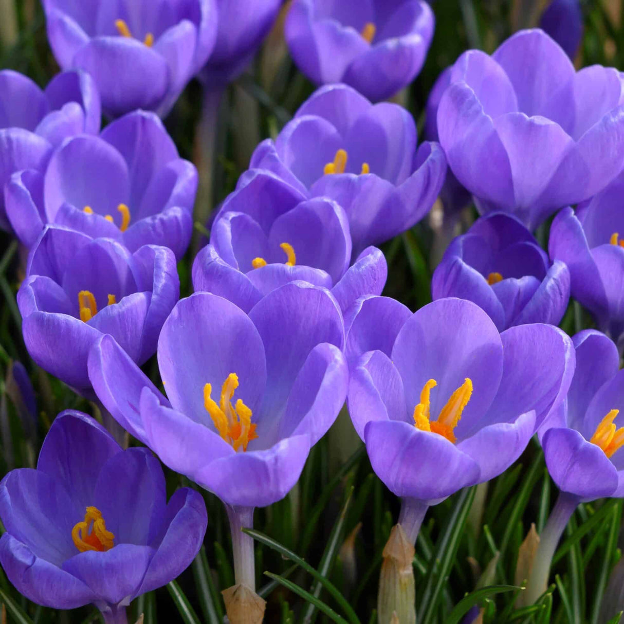 Krokus tommasinianus 'Hummingbird' botanisk