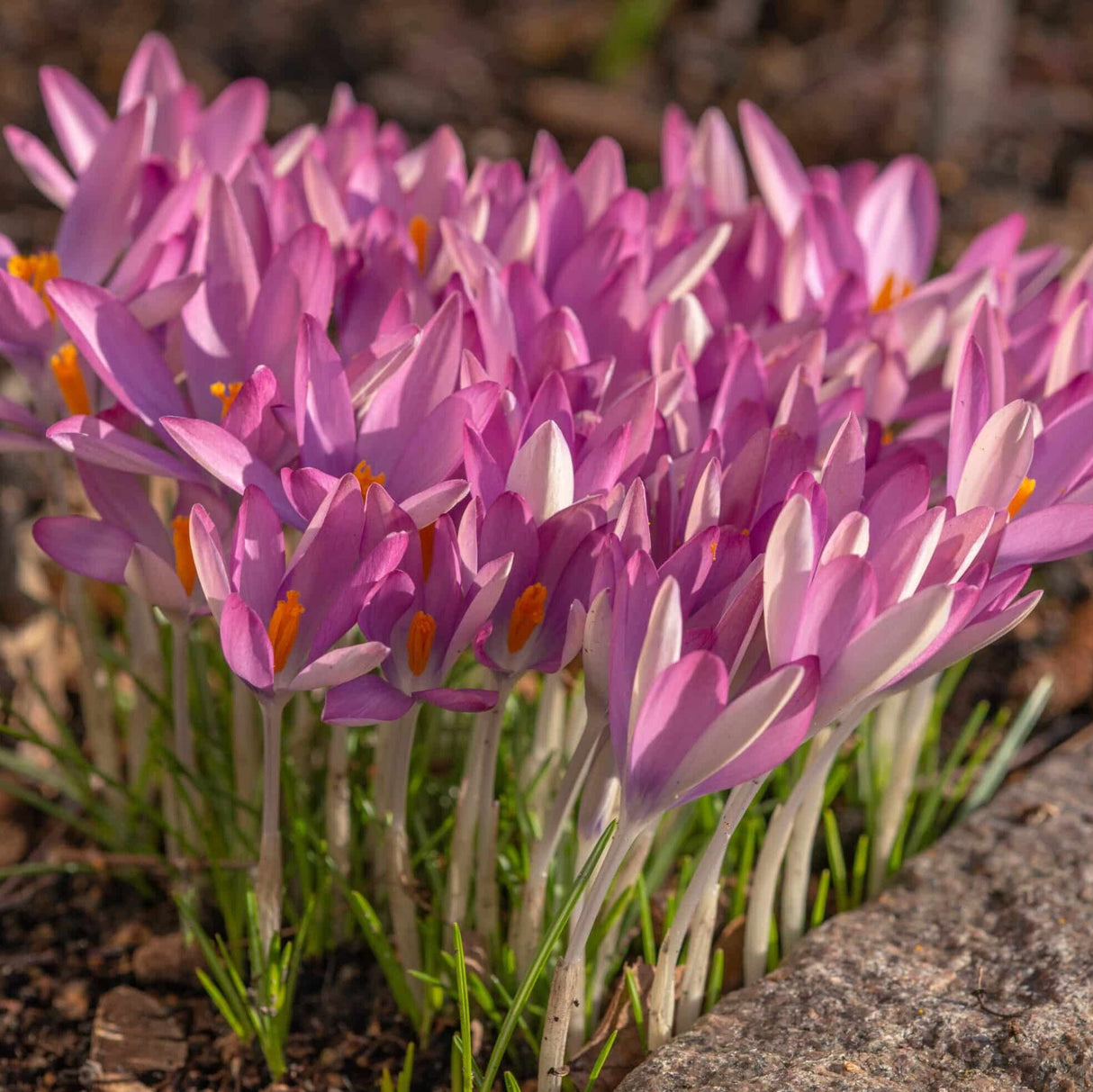 Krokus tommasinianus 'Roseus' botanisk