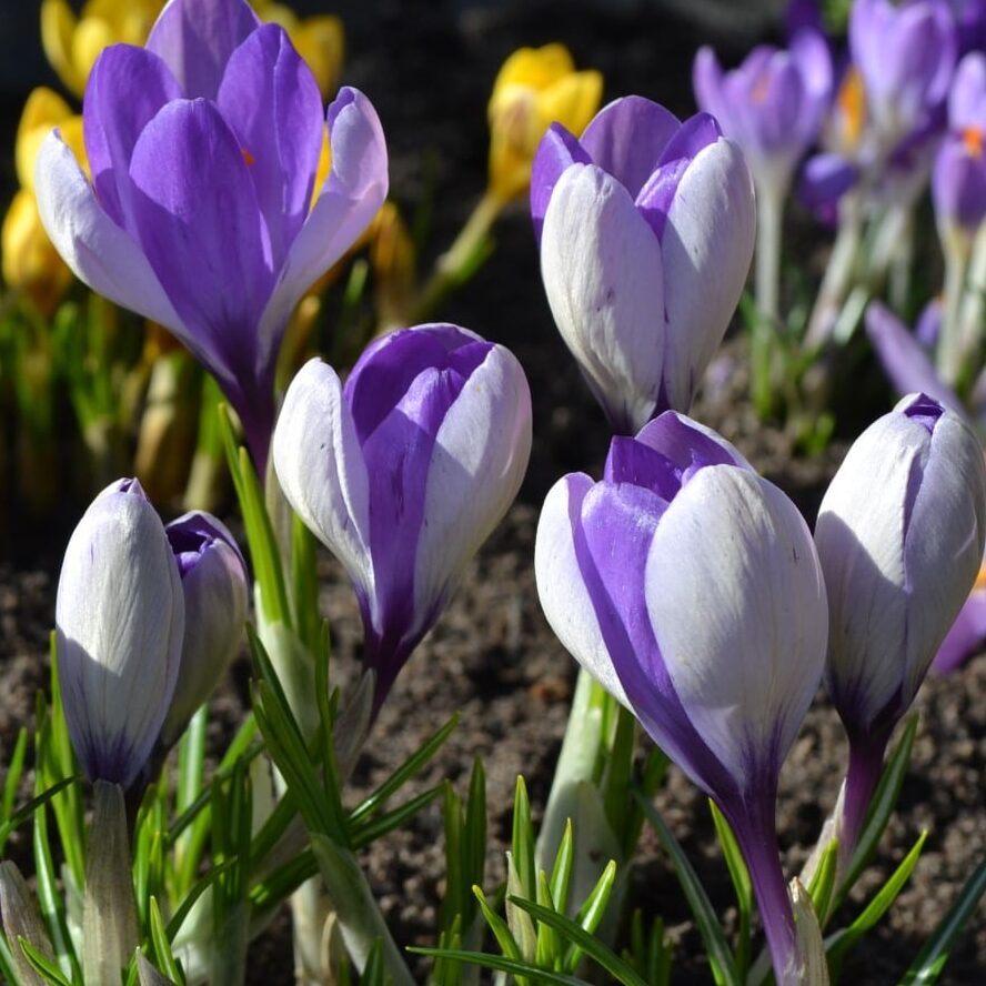 Krokus tommasinianus 'Yalta' botanisk
