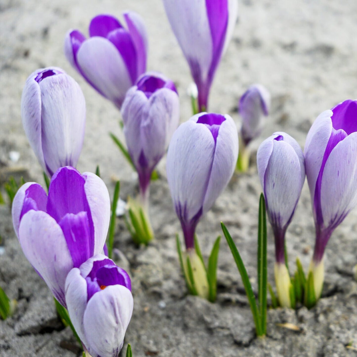 Krokus vernus 'Whale Shark' - Storblomstrende