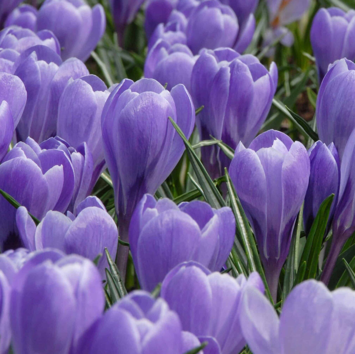 Krokus vernus 'Grand Maitre' - Storblomstrende