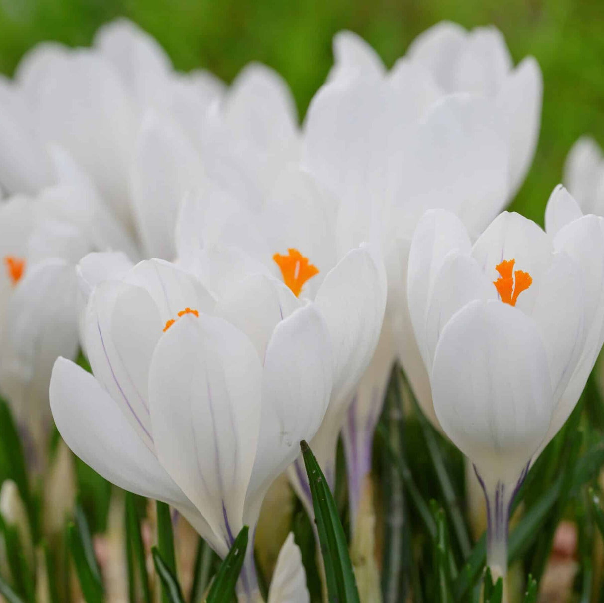 Krokus vernus 'Jeanne d'Arc - Storblomstrende