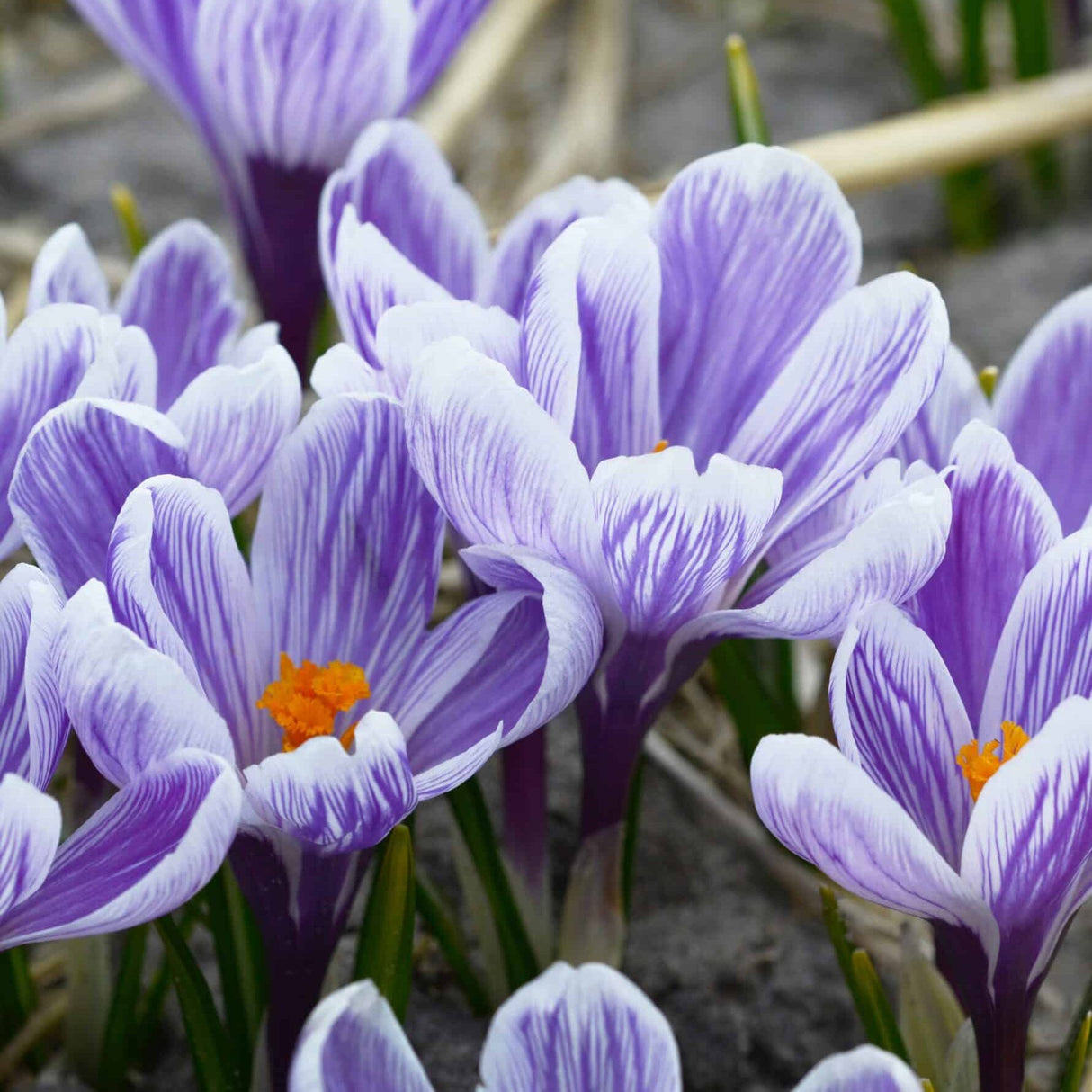Krokus vernus 'King of the Striped' Storblomstrende