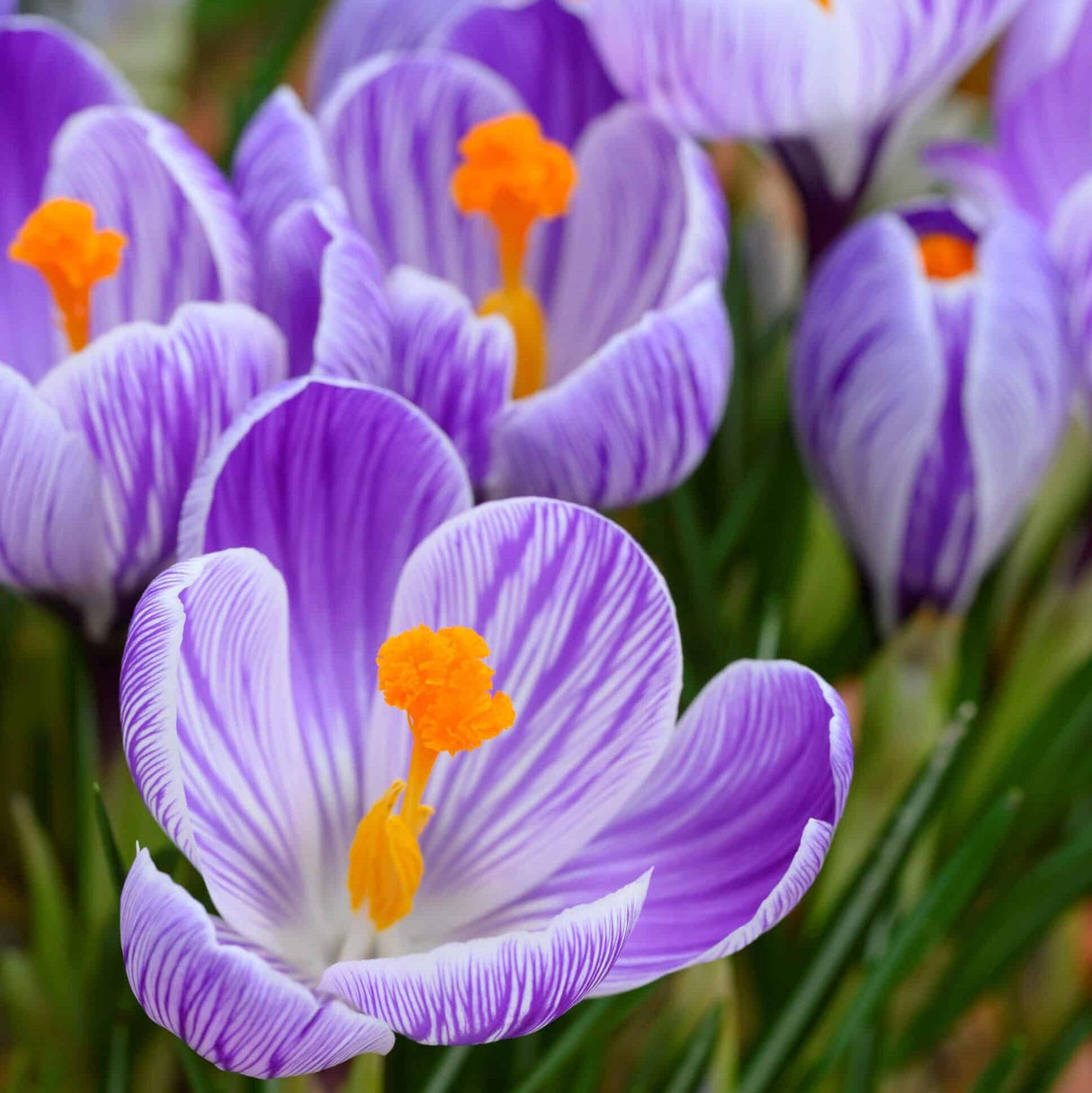 Krokus vernus 'Pickwick' - Storblomstrende