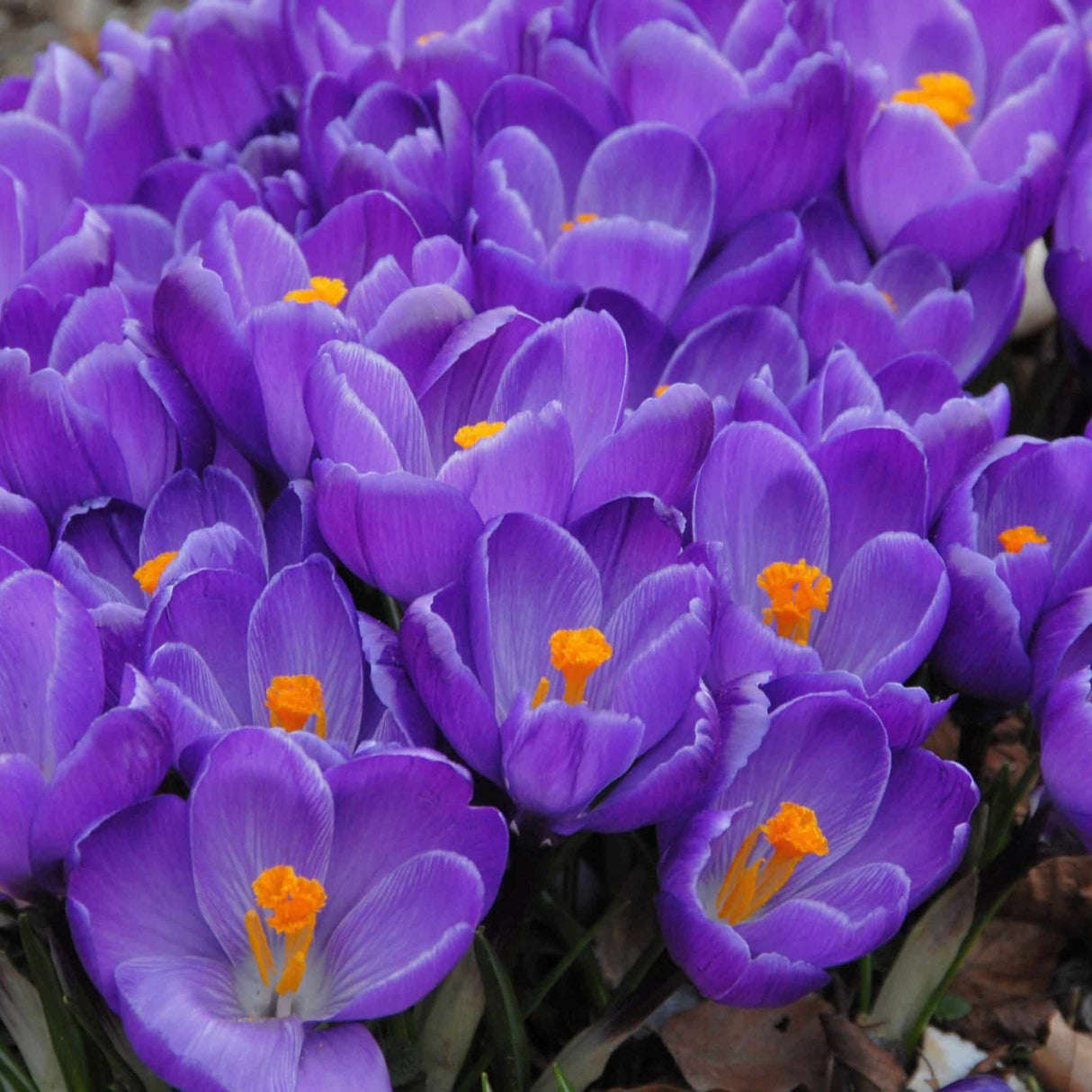 Krokus vernus 'Remembrance' - Storblomstrende