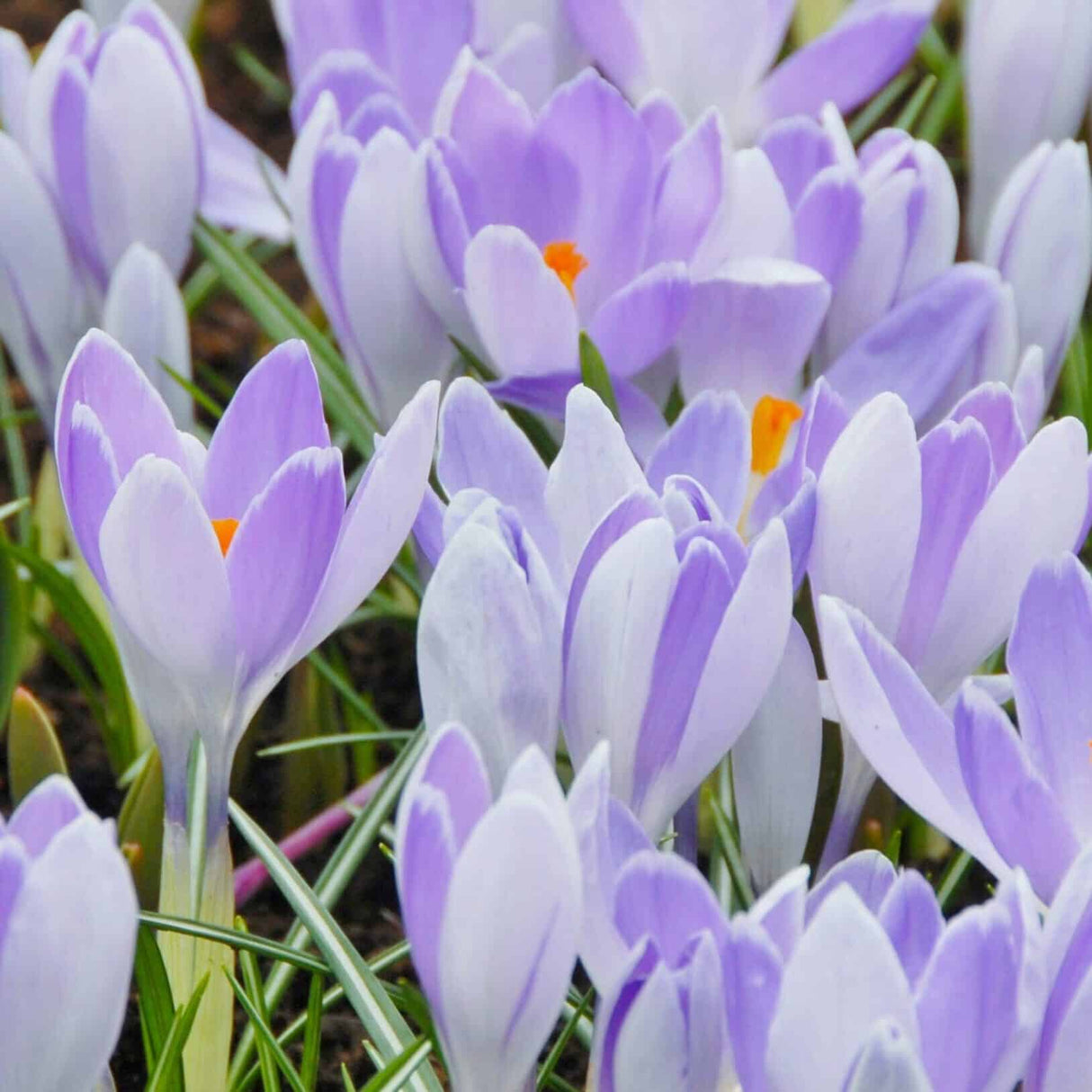 Krokus vernus 'Vanguard' - Storblomstrende