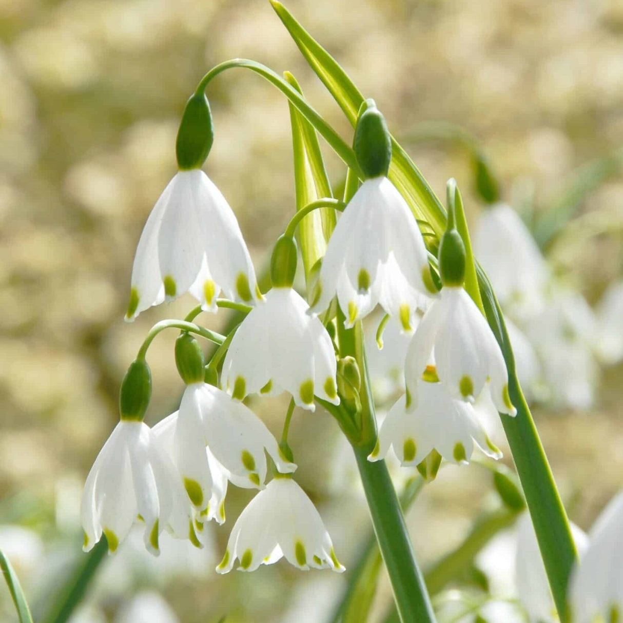 Stor Vintergæk - Leucojum 'Gravetye Giant'