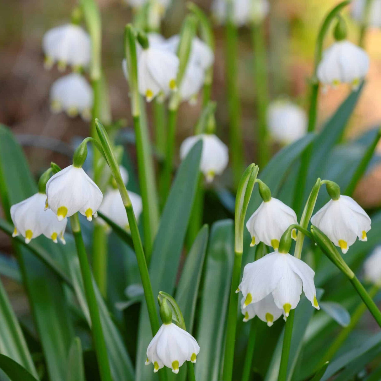 Dorotealilje / Leucojum vernum