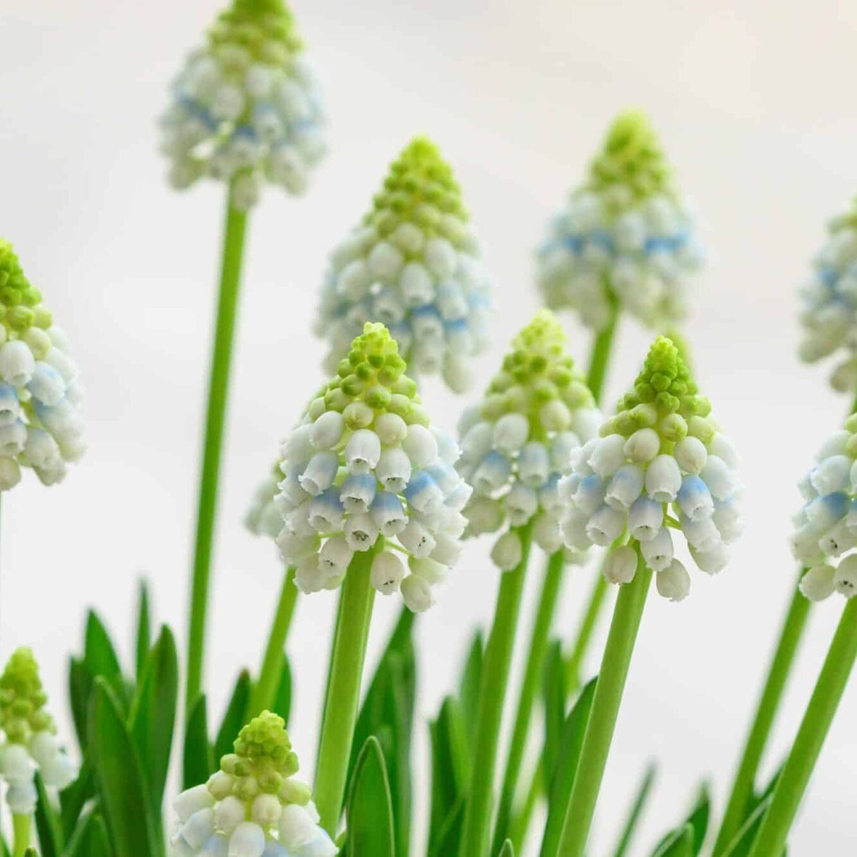 Perlehyacinter/Muscari 'Alaska'®