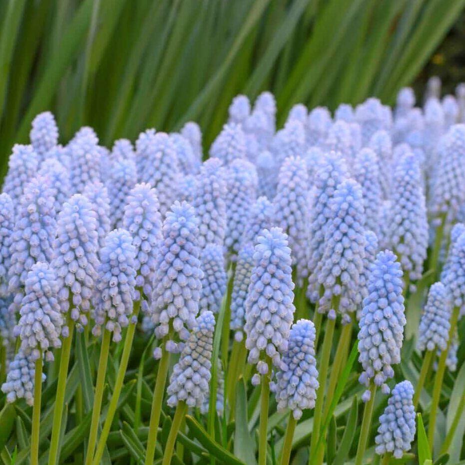 Perlehyacinter/Muscari 'Aqua Magic'®