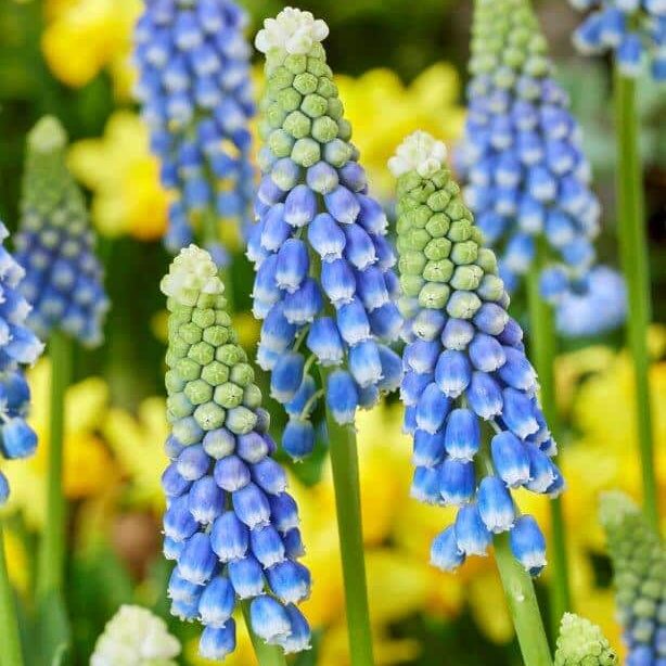 Perlehyacinter/Muscari 'Emmy'®