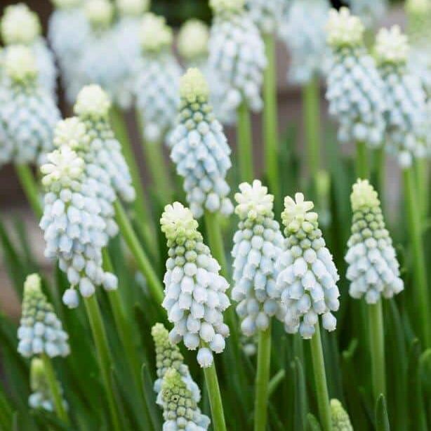 Perlehyacinter/Muscari 'Esther'®