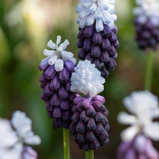 Perlehyacinter/Muscari latifolium 'Grape Ice'®