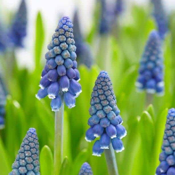 Perlehyacinter/Muscari 'Joyce Spirit'®