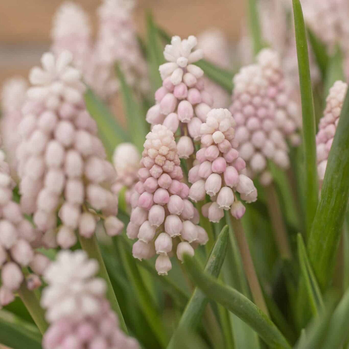 Perlehyacinter/Muscari 'Pink Sunrise'®