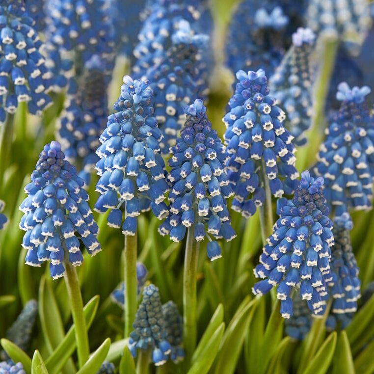 Perlehyacinter/Muscari 'Soulmate'®