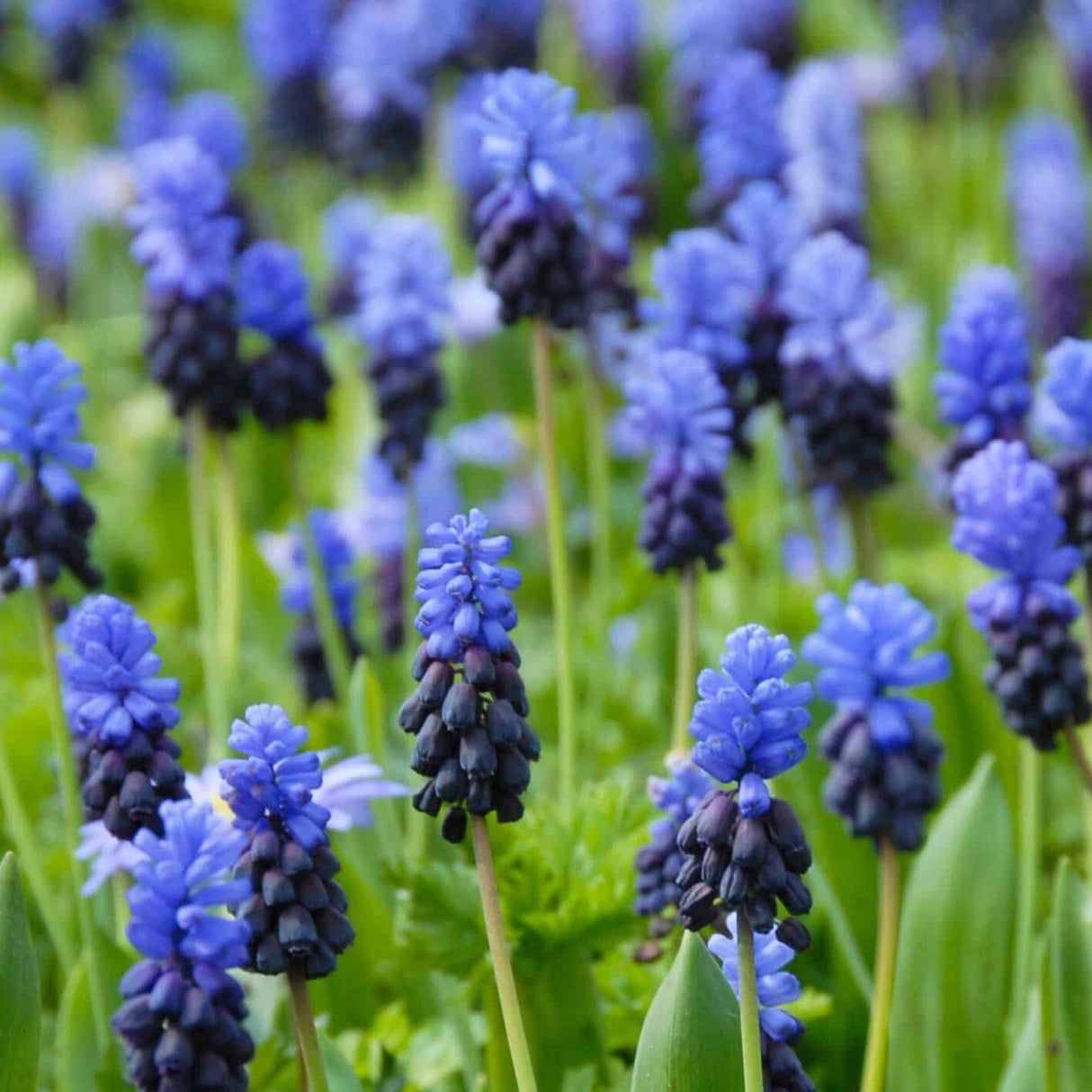 Perlehyacinter/Muscari latifolium