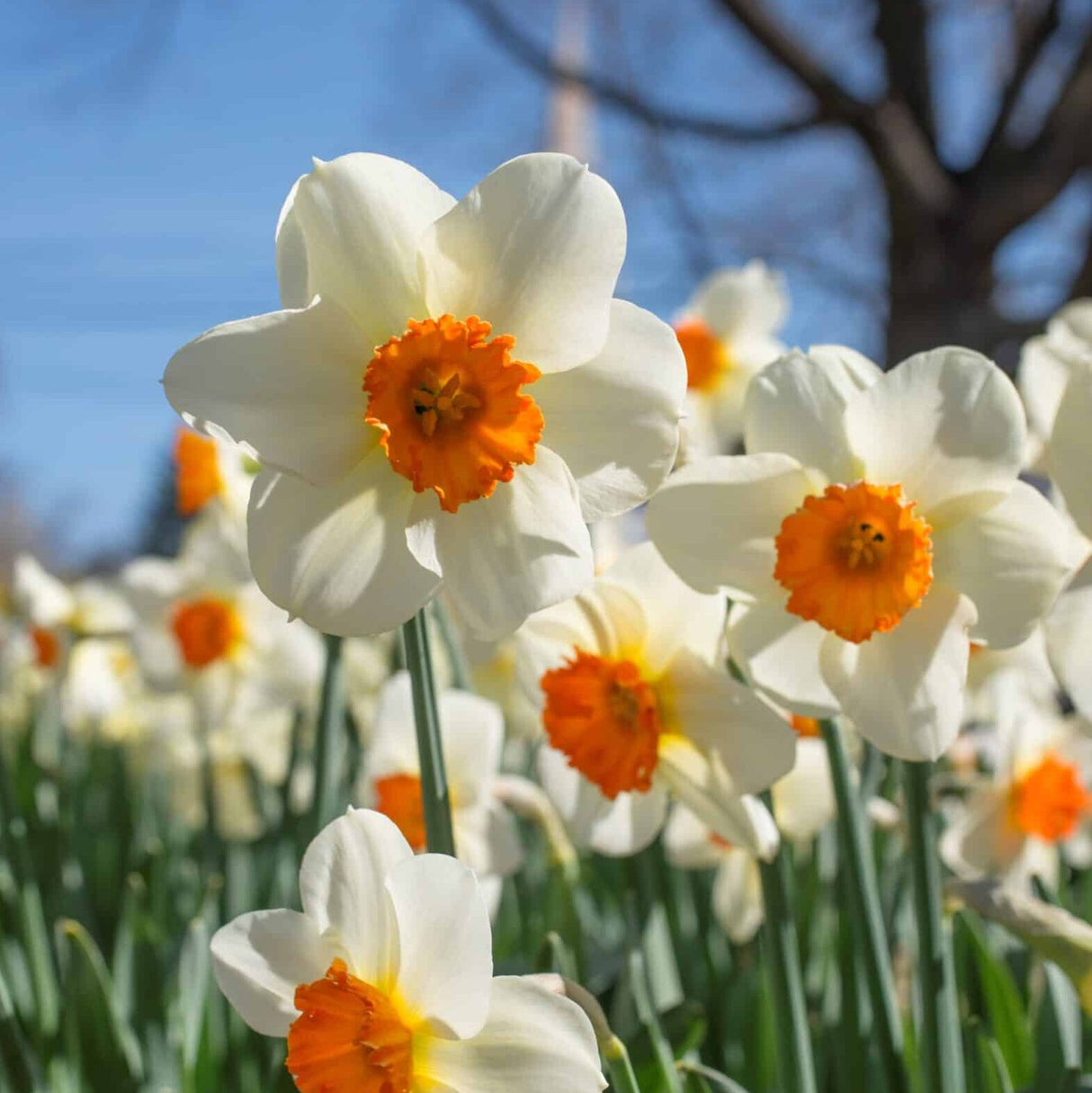 Narcissus 'Barret Browning'