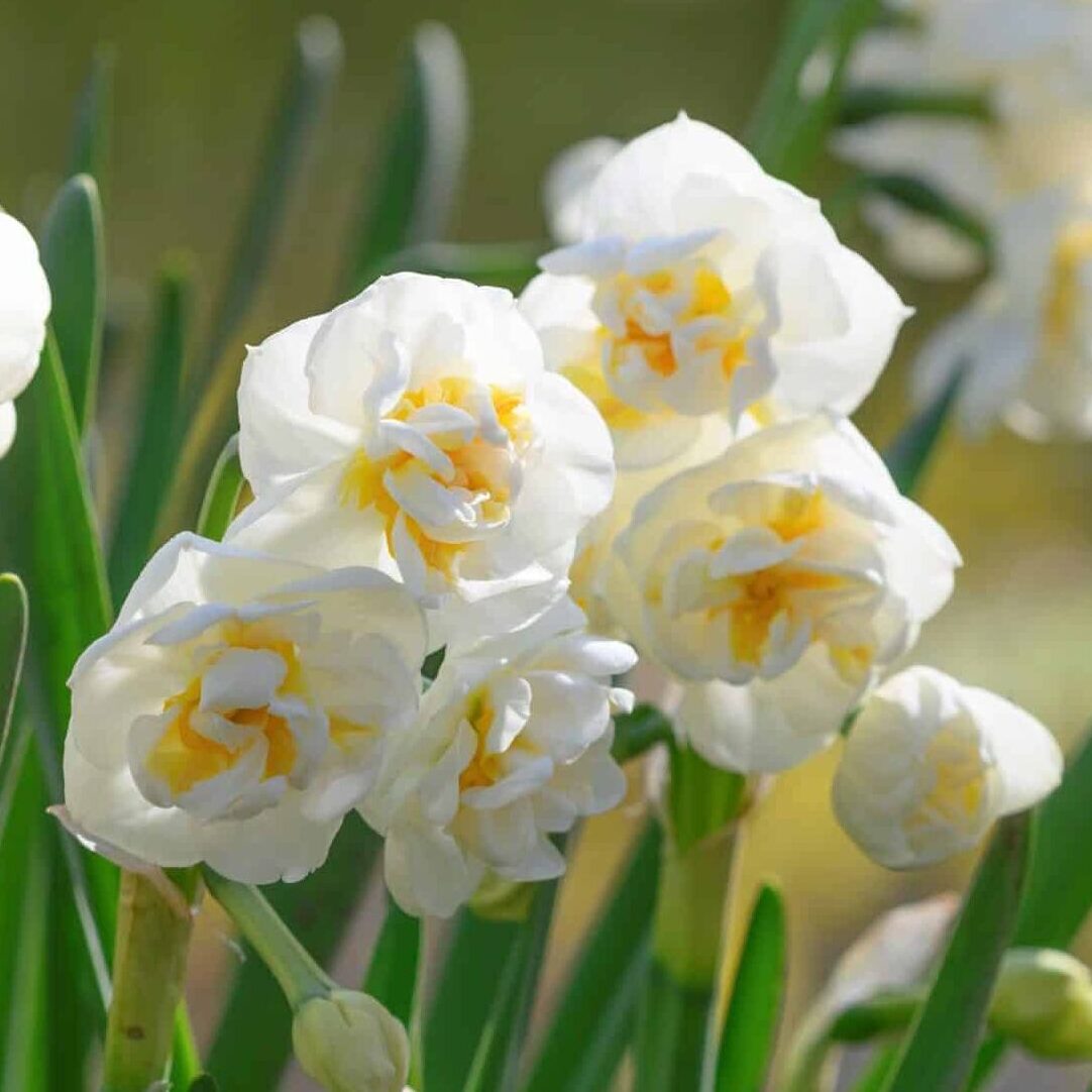 Narcissus 'Bridal Crown'