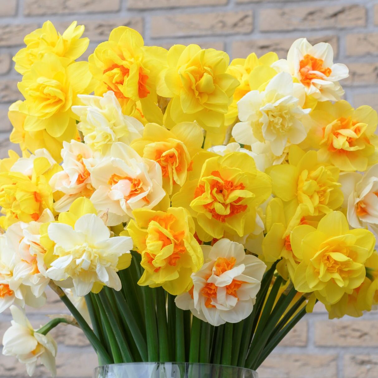 Narcissus 'Dobbelte Mix'