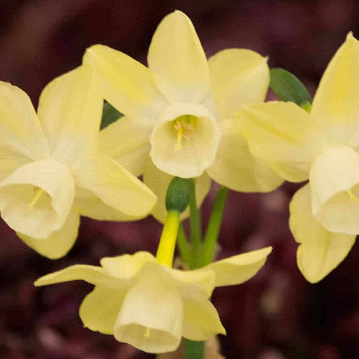 Narcissus triandrus 'Moonlight Sensation'®