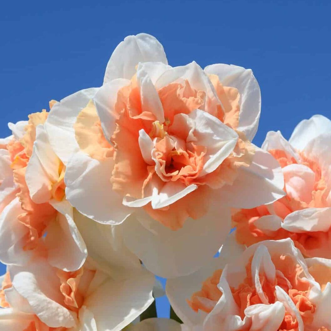 Narcissus 'My Story'