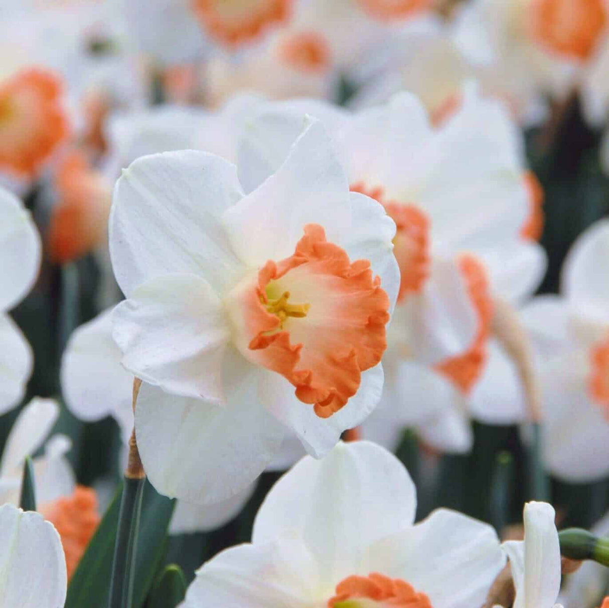 Narcissus 'Pink Charm'