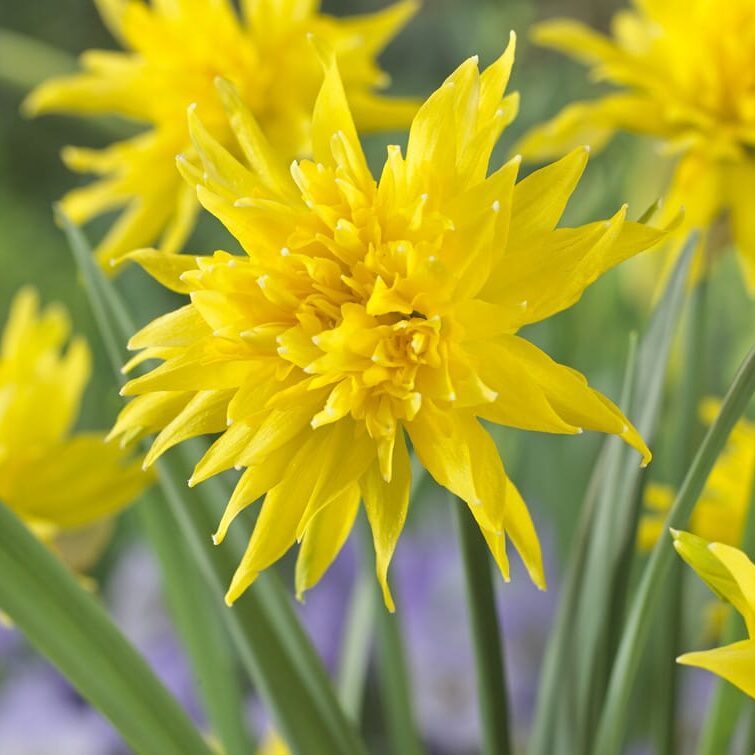 Narcissus 'Rip van Winkle'