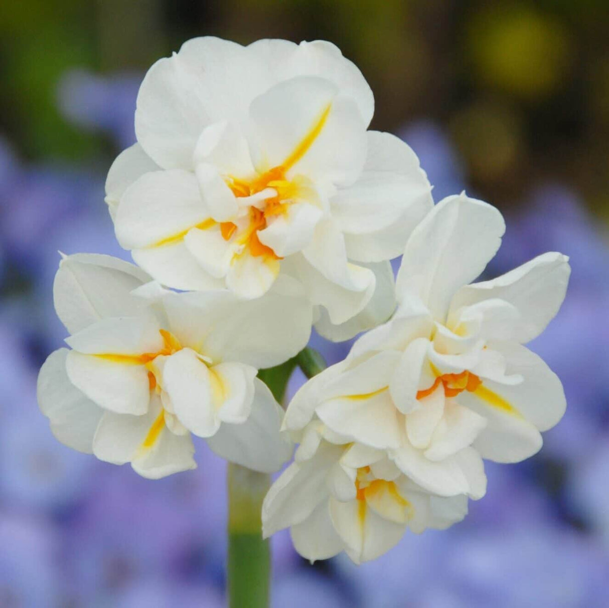 Narcissus 'Sir Winston Churchill'