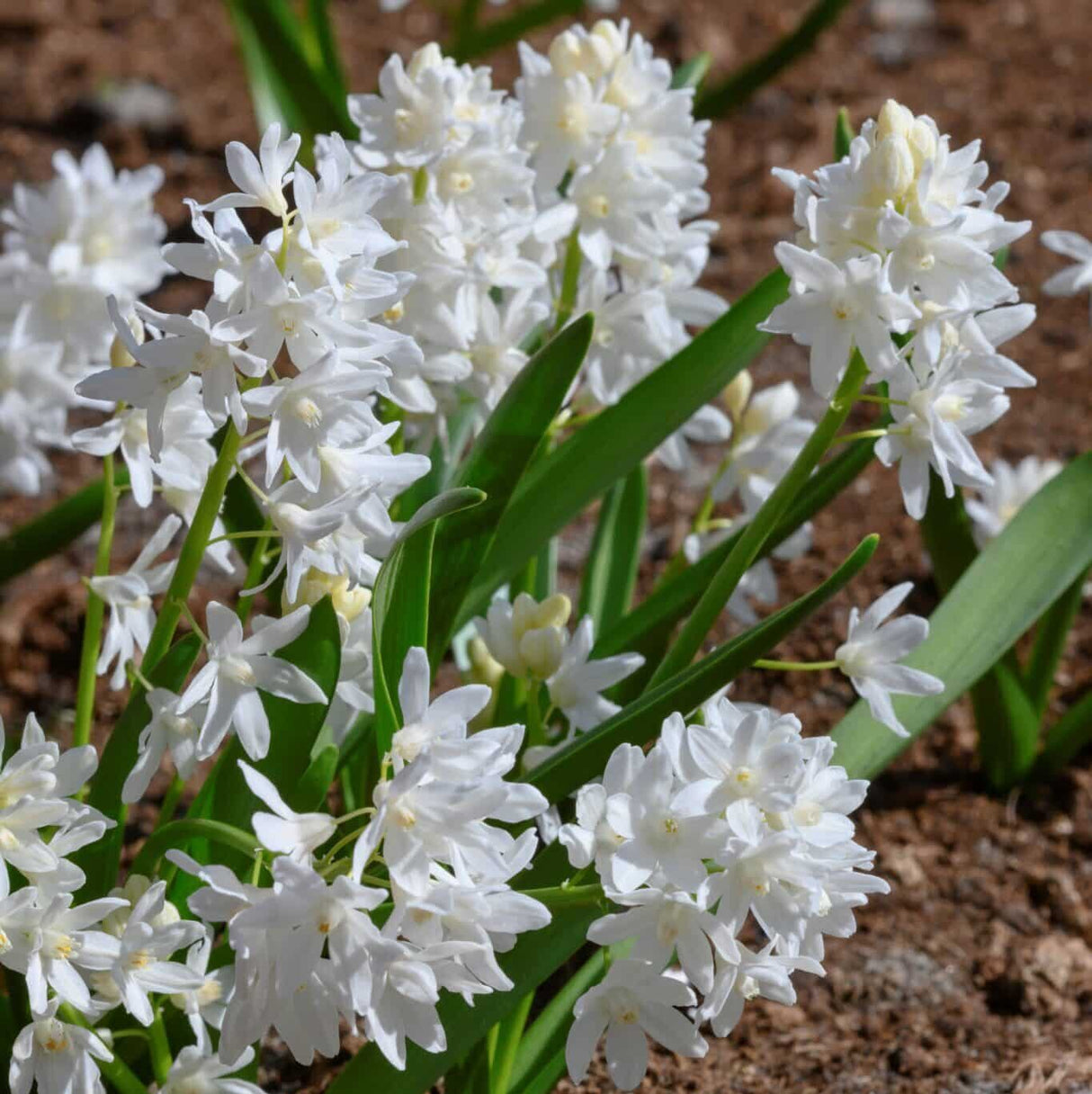 Porcelænshyacint/Puschkinia scilloides var libanotica 'Alba'