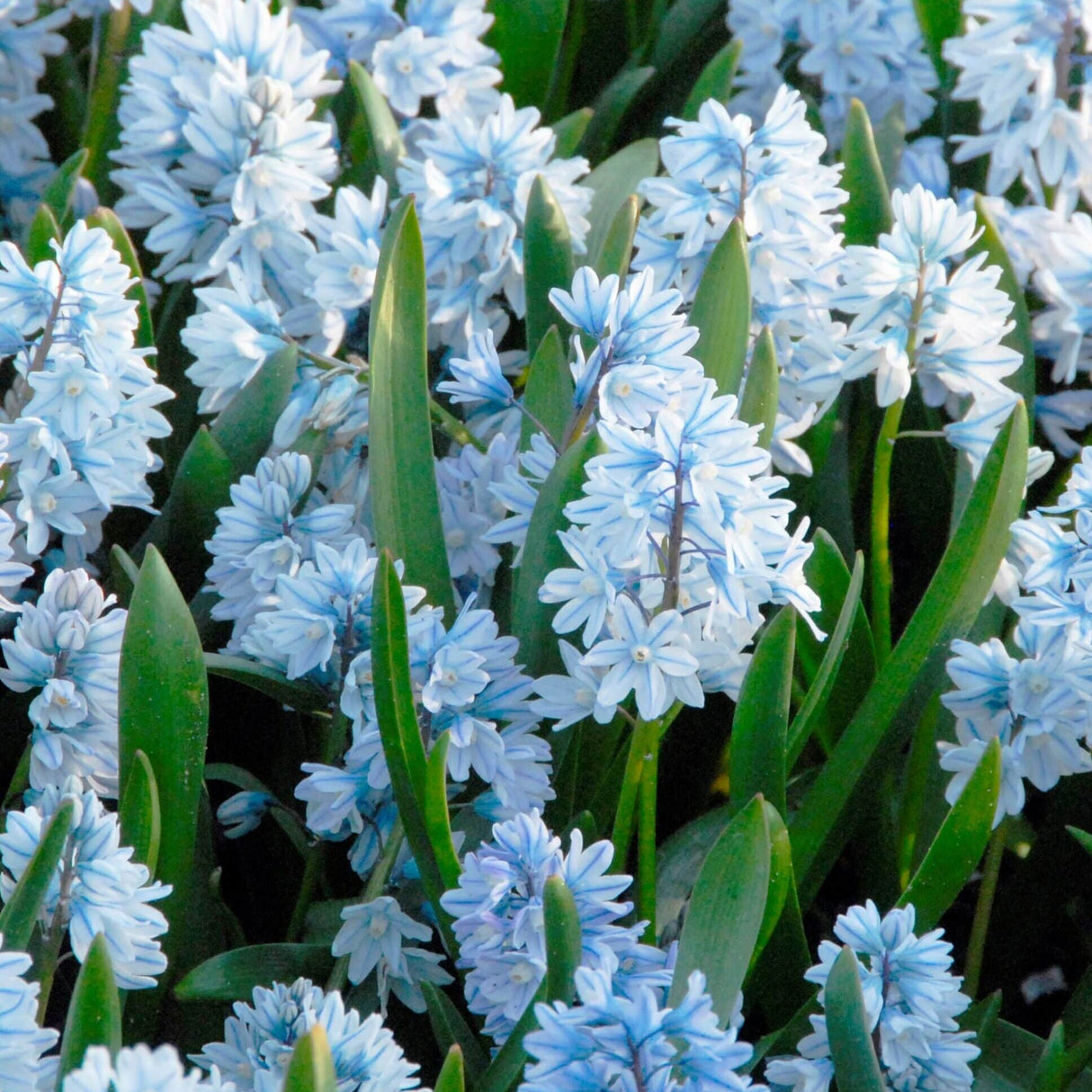 Porcelænshyacint/Puschkinia scilloides var libanotica