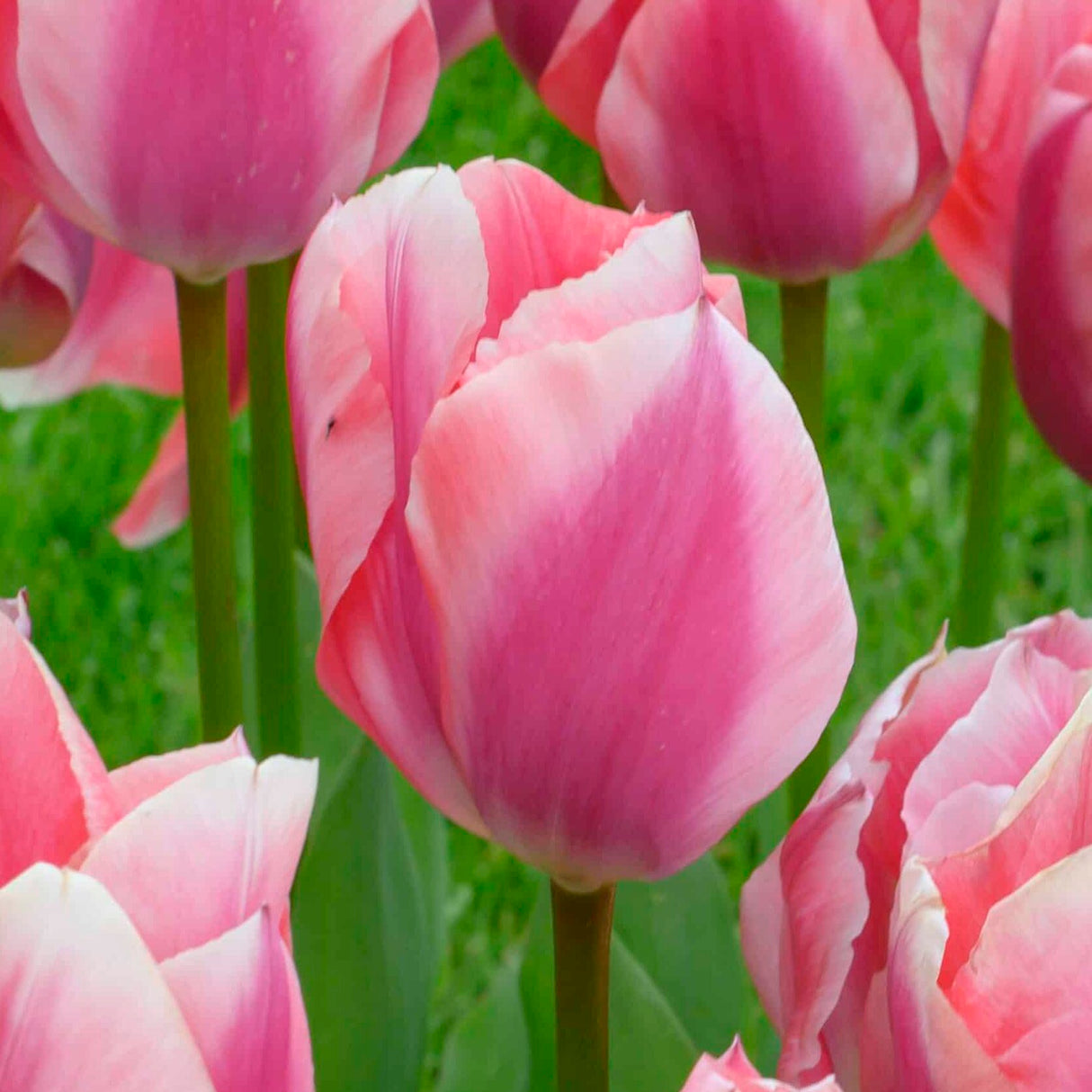 Tulipan 'Albert Heijn'