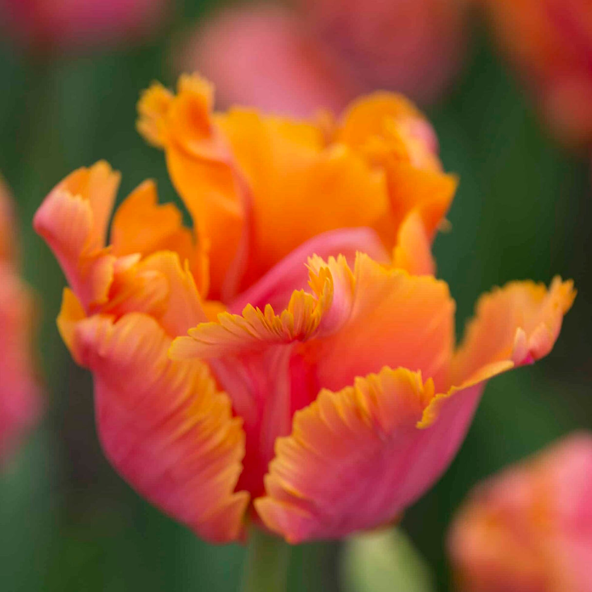 Tulipan 'Amazing Parrot'